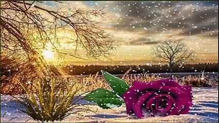 ღೋ Roses In Snow For You ღೋ