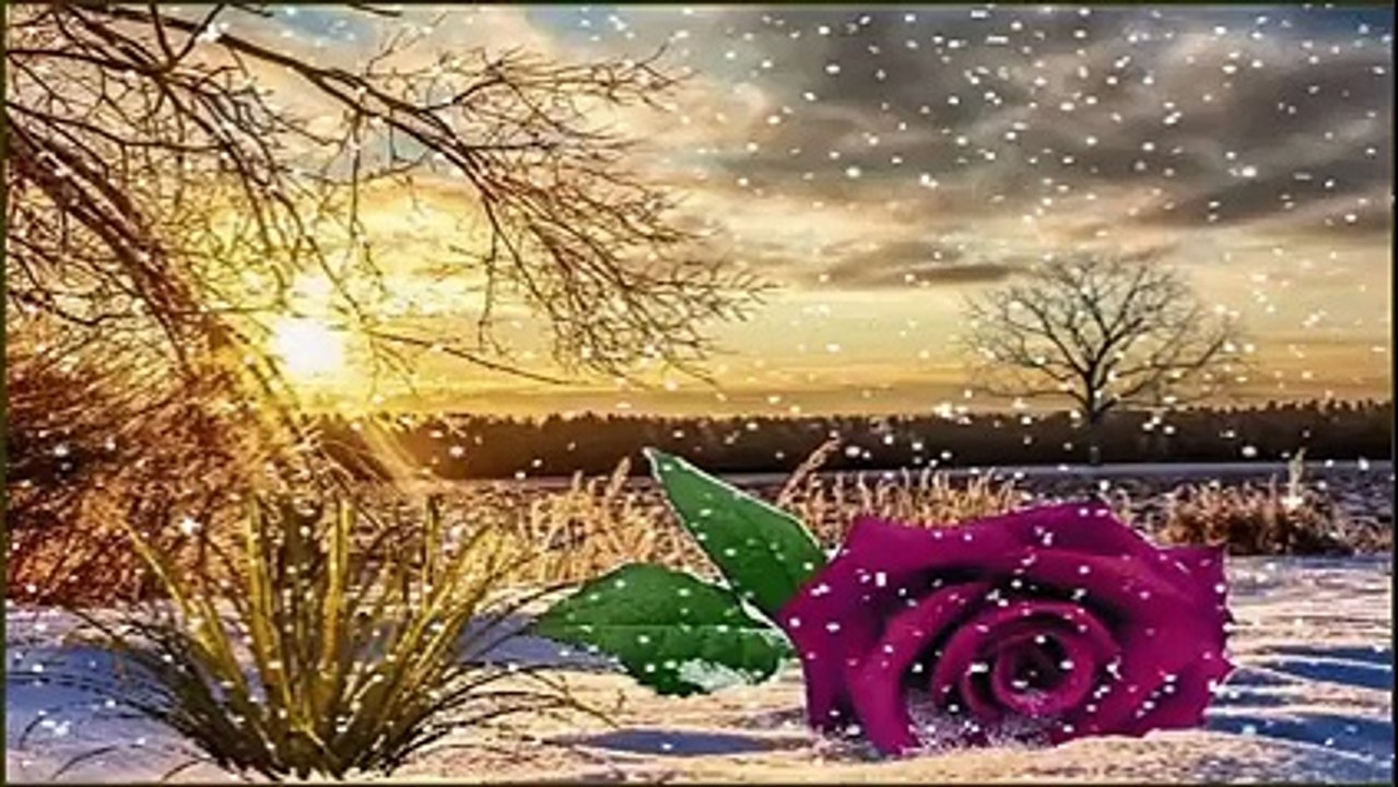 ღೋ Roses In Snow For You ღೋ