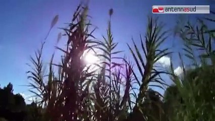 TG 25.02.15 "Made in loco", progetto per valorizzare le ceramiche di Grottaglie e Laterza