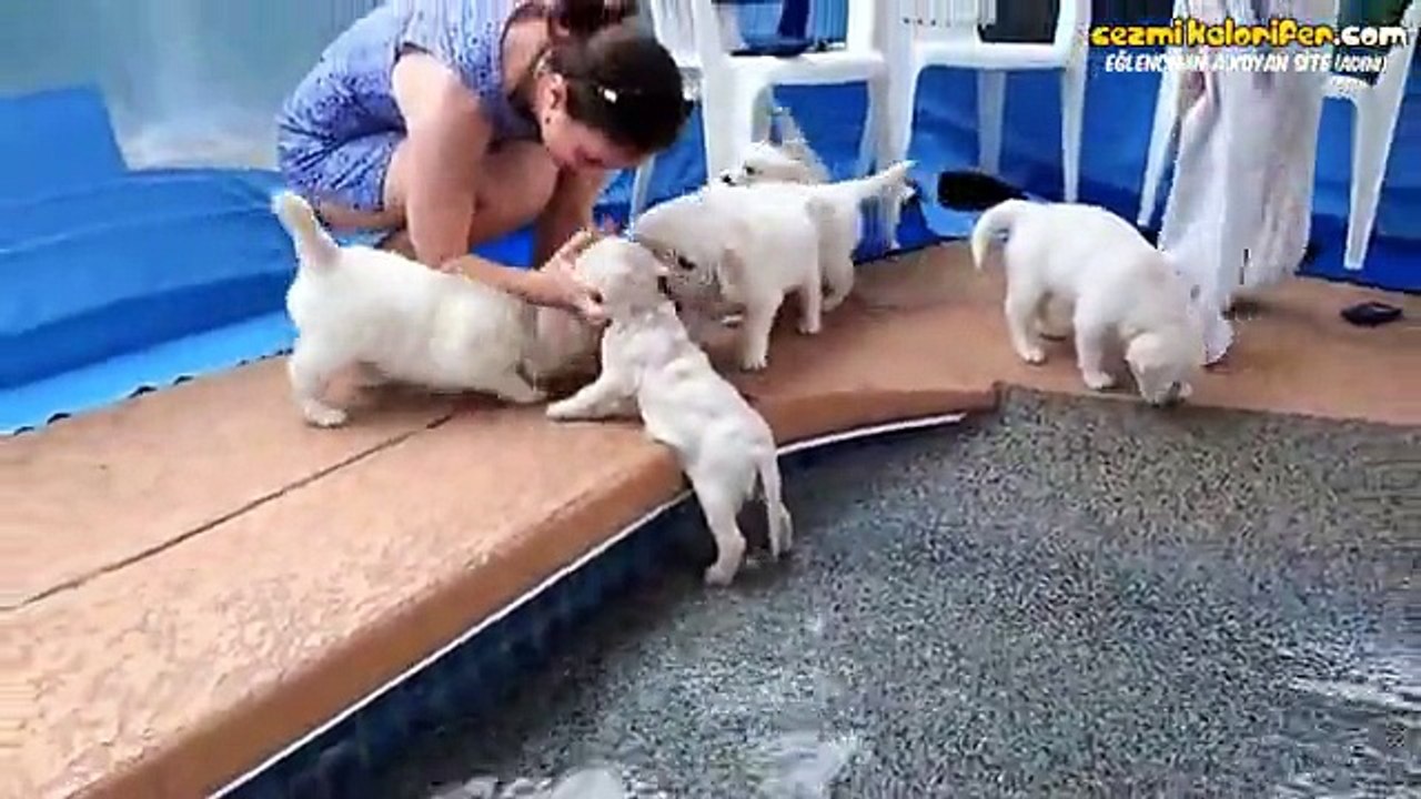 İlk Defa Suya Giren Tatlı Köpek Yavruları
