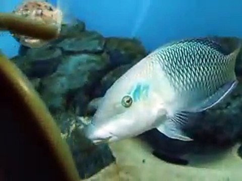 The　burrfishes VS mirror in the Aquarium Video sea water marine deep sea