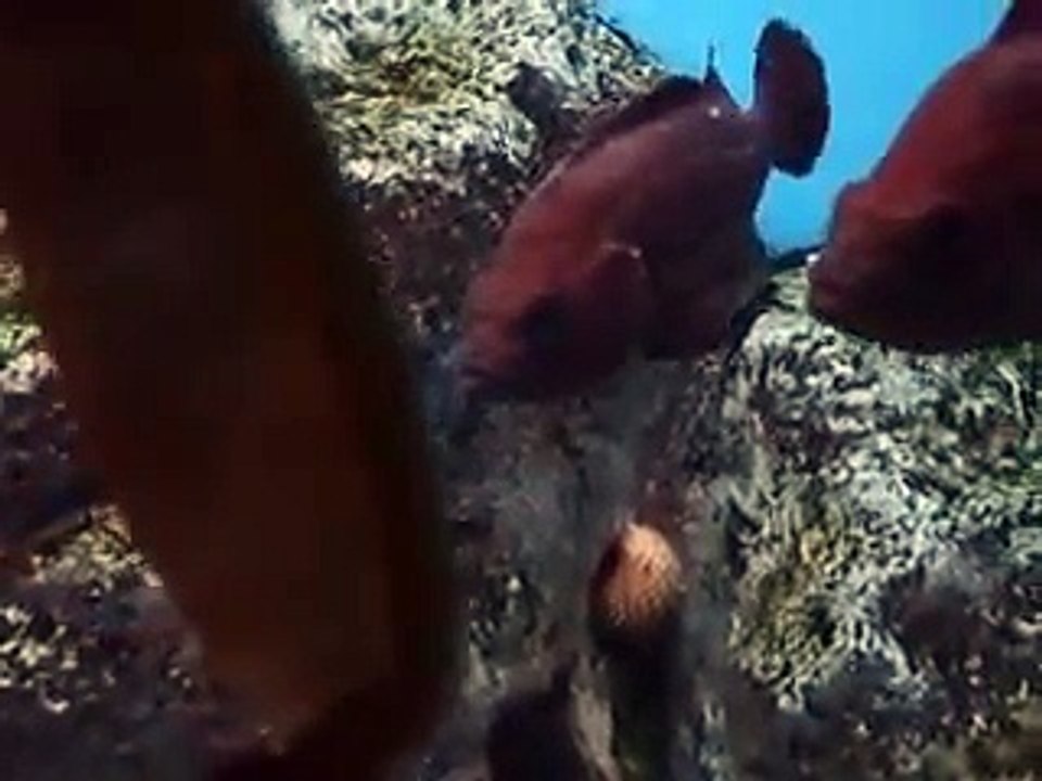 The fishes gathering to the mirror in the Aquarium Video sea water marine deep sea