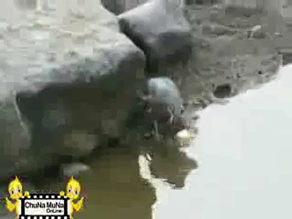 Chriya ki Furti_mpeg4