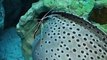 The giant eel and prawn in the Aquarium Video sea water marine deep sea 2