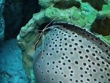 The giant eel and prawn in the Aquarium Video sea water marine deep sea 2