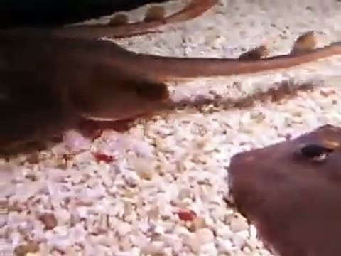 The sand rays in the Aquarium Video sea water marine deep sea