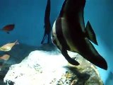 The teira batfish in the Aquarium Video sea water marine deep sea