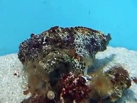 which is the fish the stone fish in the Aquarium Video sea water marine deep sea 2