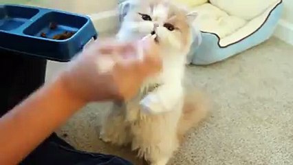 Japon Yemeği Yiyen Samurai Kedi