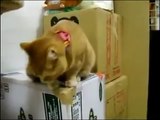 Un chat devient fou à cause du distributeur de croquette...