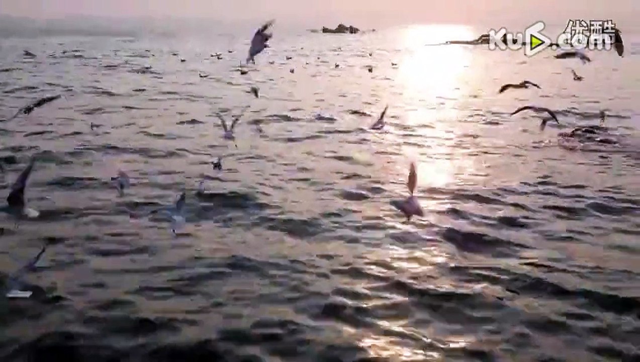 The moment of sea gull enjoying tasty bread crumbs