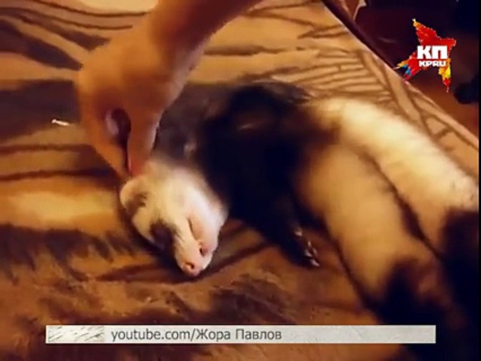 Furet dans un sommeil profond lol