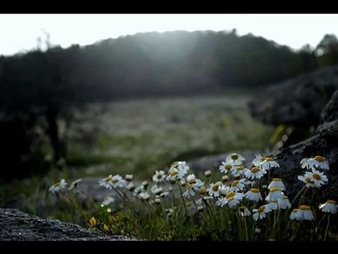 Müge Sarıkurt ♫♥♪ Sen Hiç mi Bahar Görmedin ♫♥♪ (Şiir -Tunay Bozyiğit)