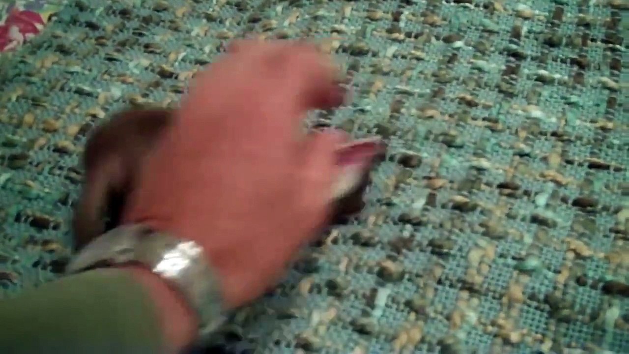 une hermine fait joujou