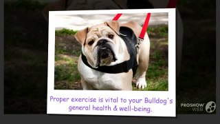 Everyday Care Tips for your Bulldog