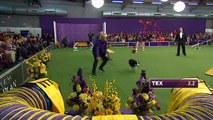 Watch Border Collie, Tex, Win 2015 Masters Agility Championship