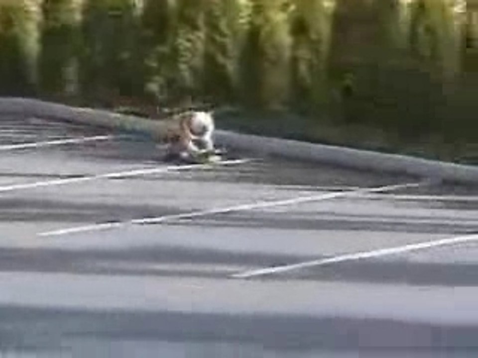 skate-dog