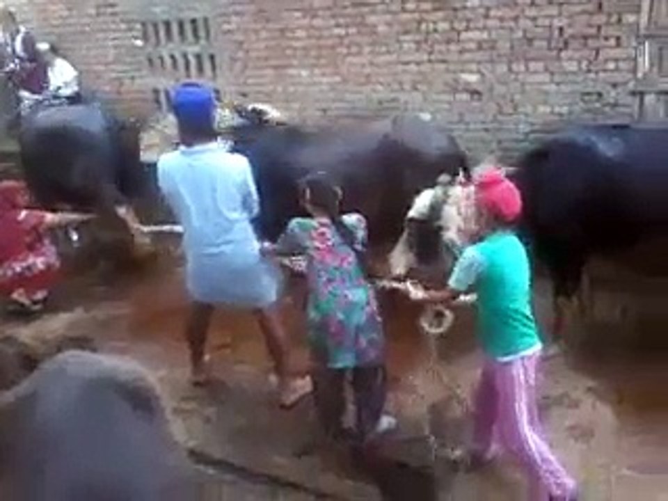 دودھ کیسے نکالنا اس سردار سے ھی سیکھ لو