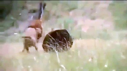 Amazing Fight Between Bear and Lion - Video Dailymotion