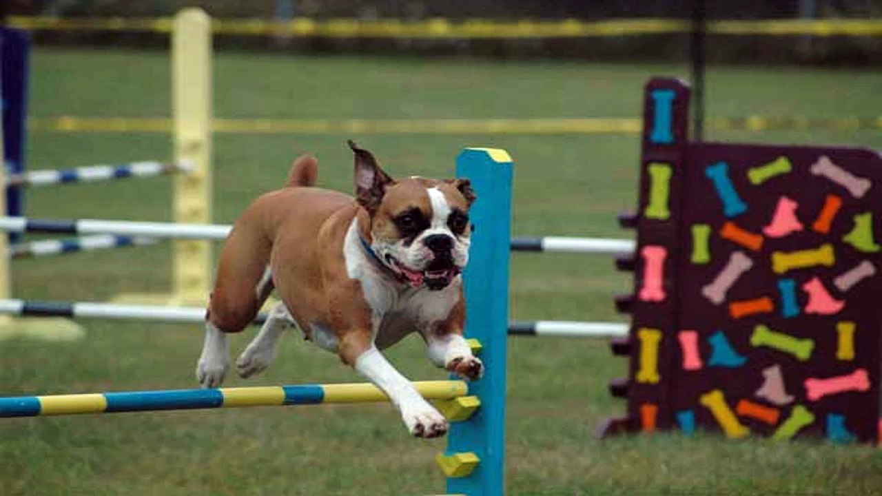 When Dog Training Really Matters