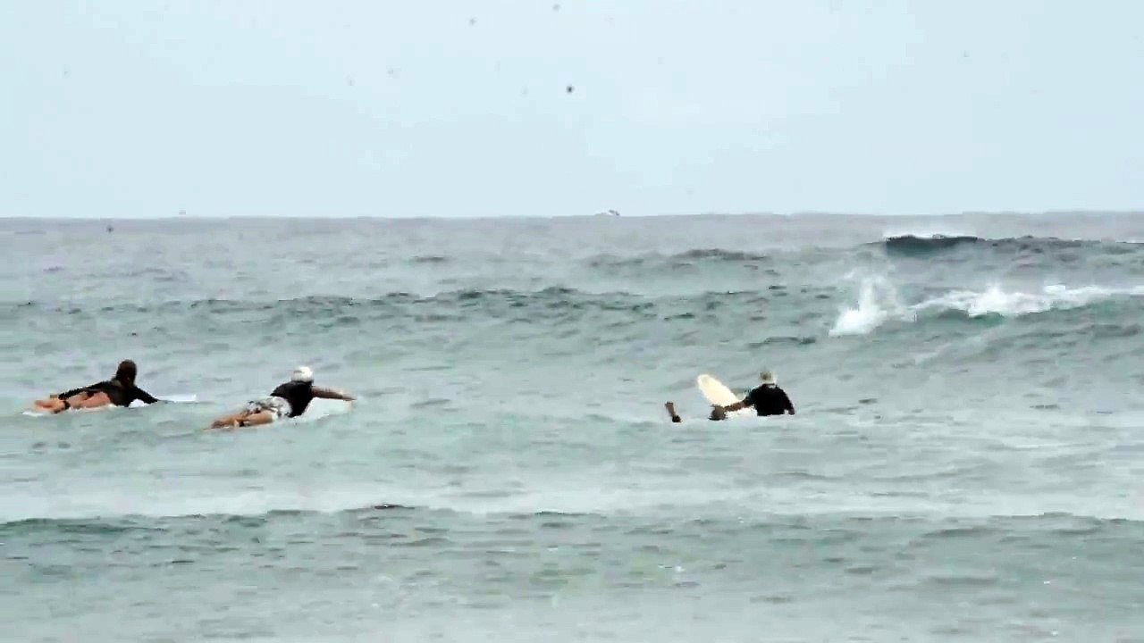 Surfer au milieu des dauphins...