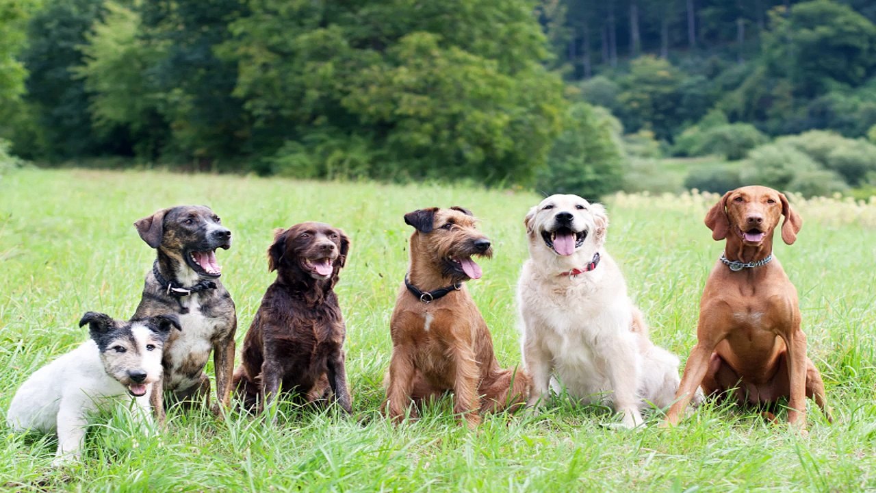 Visual Dog Training Tips