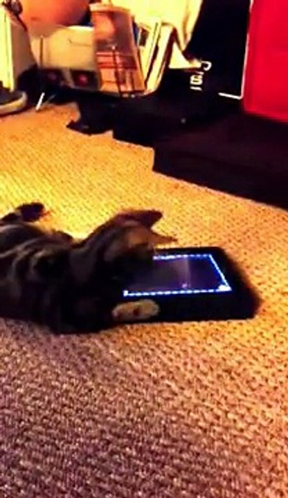 Ce chat explose le record d'un jeu sur Ipad