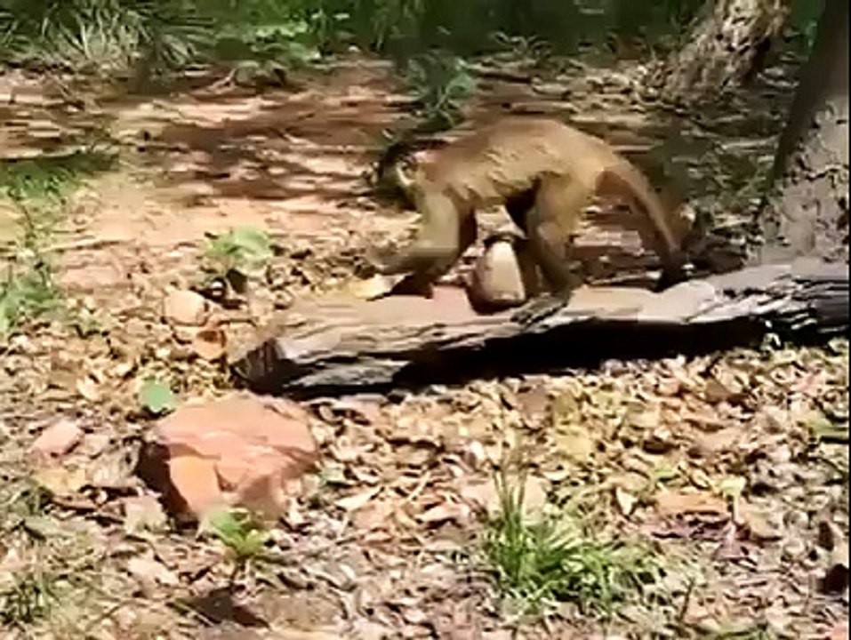 amazing monkey