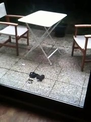 Super Technique  pour récuperer un soutien-gorge tombé dans le jardin du voisin