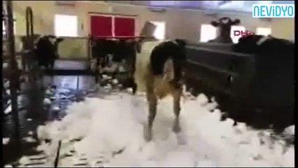 Kar gören inekler çılgına döndü