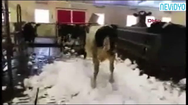 Kar gören inekler çılgına döndü