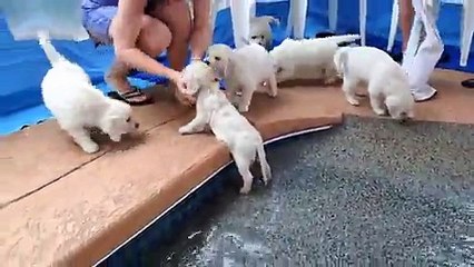 Première baignade pour ces bébés labrador