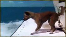 A Fish Help of Diving Dog to Save- Fish Save A Dog Life