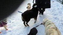 Dog walks other dog