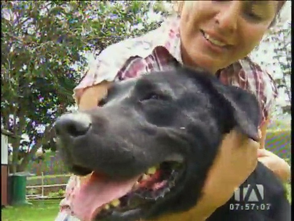 ¿Recuerdan al perrito abandonado en Tumbaco? Ya...