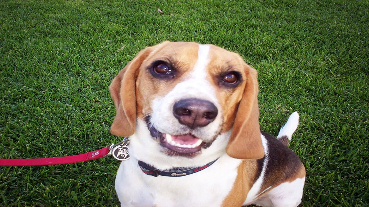 Training Your Dog To Hunt