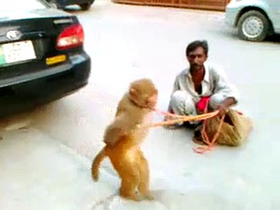 OH NO monkey acts like a man