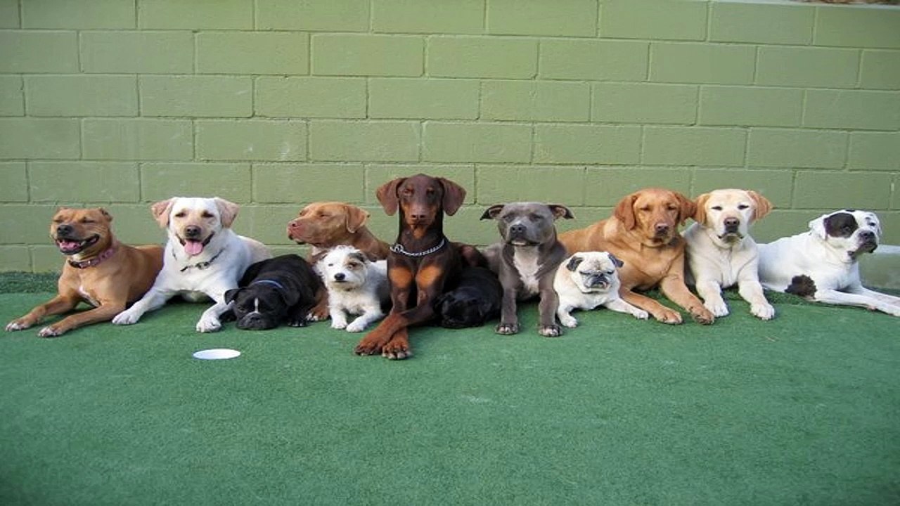 Training Academies For Dogs