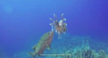 Rare Sighting of a Grouper Eating a Lionfish