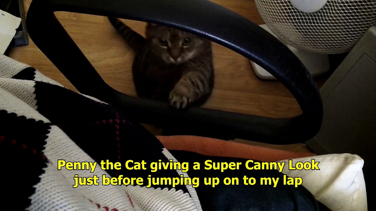 Cute Cat. A Super Canny Look . A Tiny Lap Top Dance.