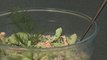 Recette de salade aux concombres et au saumon à l'aneth - Gourmand