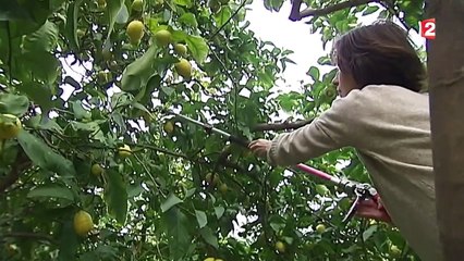 Le citron, l'emblème de la ville de Menton