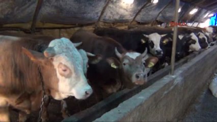 Samsun Tekkeköy'de 'Sığır Çiçeği' Karantinası