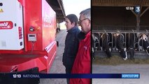 Un robot nourrit les vaches d'une exploitation laitière