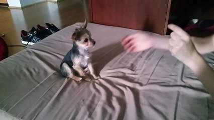 Our tiniest bail agent "Little" Loves To Play Dead for Snacks