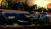 Feeding my monster fishes with live food