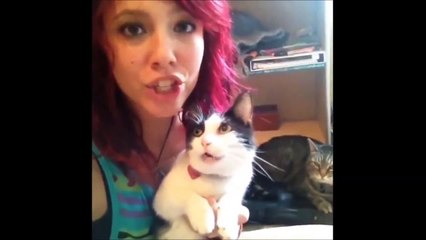 Ultimate cat vines compilation   Best cat vines 2014  2015