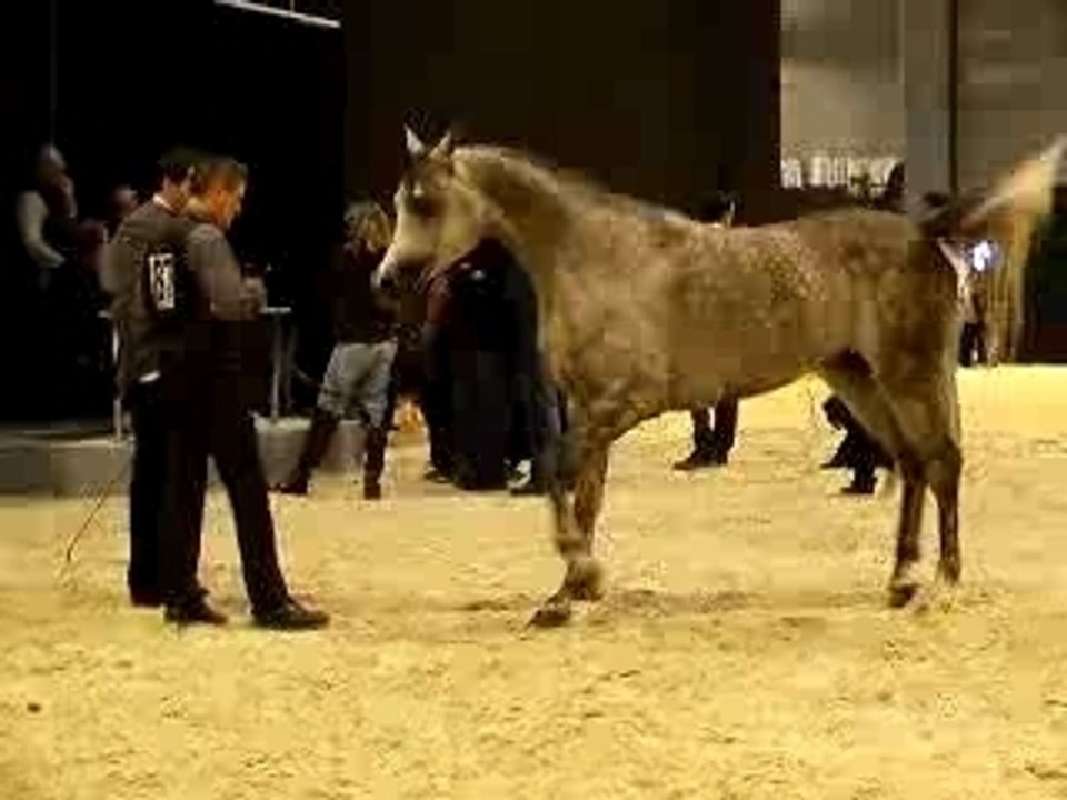 Salon du Cheval 2006