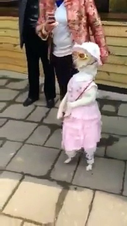 A dog as a girl!!!!