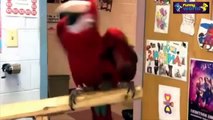 Funny Parrots Dancing Compilation 2015   Cute Owls   720p